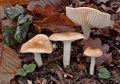 Hygrophorus arbustivus
